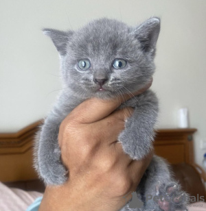 Photo №2 to announcement № 108914 for the sale of british shorthair - buy in Germany private announcement, breeder