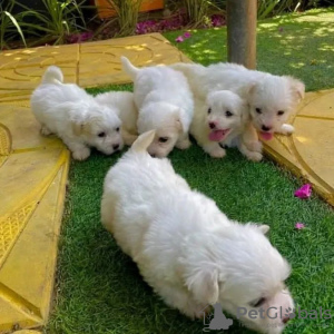 Photo №1. maltese dog - for sale in the city of Гамбург | 317$ | Announcement № 127470