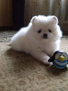 Photo №1. pomeranian - for sale in the city of Gomel | 370$ | Announcement № 2345