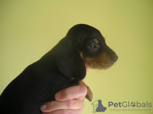 Photo №1. dachshund - for sale in the city of Odessa | negotiated | Announcement № 9801