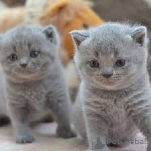 Photo №2 to announcement № 136587 for the sale of british shorthair - buy in Germany 