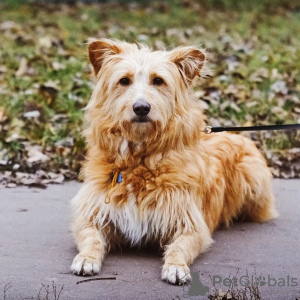 Photo №3. A very kind and affectionate dog Duke is looking for a home. Russian Federation