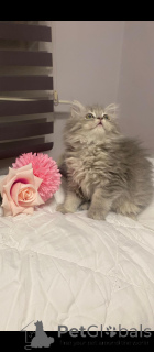 Photo №2 to announcement № 152329 for the sale of british longhair - buy in Turkey private announcement