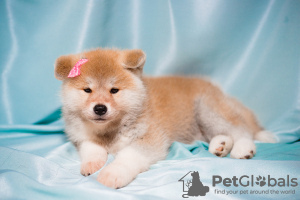 Additional photos: Akitainu puppies from a gorgeous couple