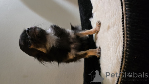 Photo №3. Chihuahua mini is sold. Finland