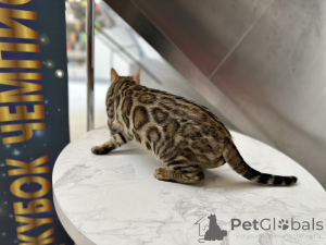 Photo №4. Mating bengal cat in Belarus. Announcement № 174203
