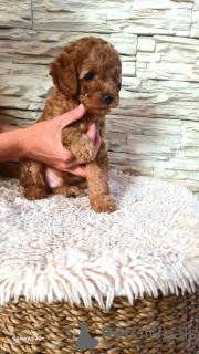 Additional photos: Mini Poodle puppies