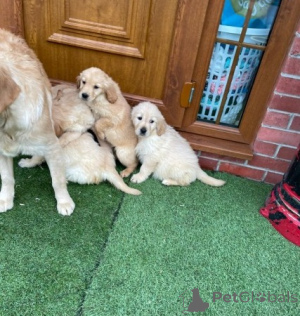 Photo №3. Excellent Golden Retriever Puppies. Canada