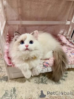 Photo №1. ragdoll - for sale in the city of Kvisingsbo | negotiated | Announcement № 158453