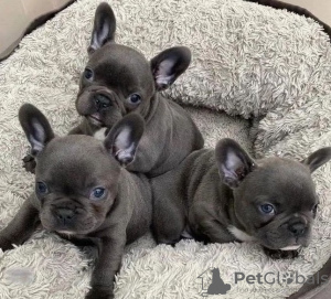 Photo №1. french bulldog - for sale in the city of Милани | negotiated | Announcement № 114175