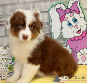 Photo №1. australian shepherd - for sale in the city of Differdange | Is free | Announcement № 120971