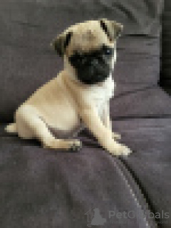 Photo №2 to announcement № 120634 for the sale of pug - buy in Finland private announcement, breeder