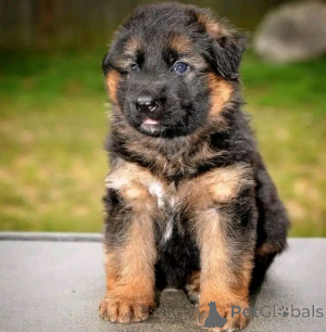 Photo №3. German Shepherd puppies available for adoption. United States