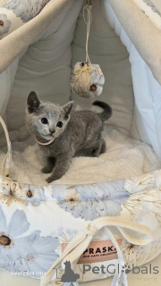 Photo №1. russian blue - for sale in the city of Herdwangen-Schönach | 329$ | Announcement № 149167