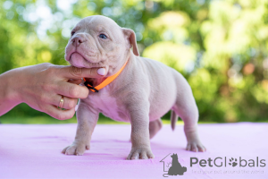 Photo №3. American Bools. Estonia