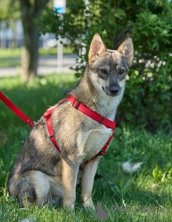 Photo №3. Lady Dog, with which is easy and calm.. Russian Federation