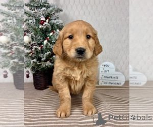 Photo №2 to announcement № 161289 for the sale of golden retriever, labrador retriever - buy in Germany from the shelter, breeder