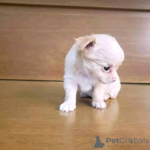 Photo №3. Chihuahua puppies poodles and rehoming. United States