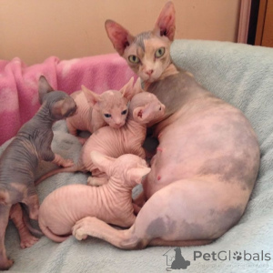 Photo №1. sphynx cat - for sale in the city of Hamburg | 250$ | Announcement № 155339