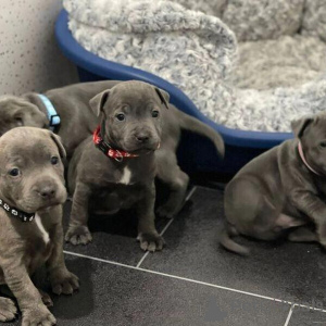 Photo №1. staffordshire bull terrier - for sale in the city of Alberville | 424$ | Announcement № 151209