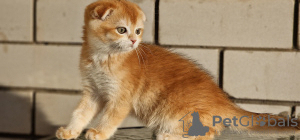 Photo №1. scottish fold - for sale in the city of Anapa | negotiated | Announcement № 104206