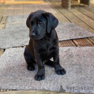 Photo №4. I will sell labrador retriever in the city of Delsbo. private announcement, breeder - price - 1032$