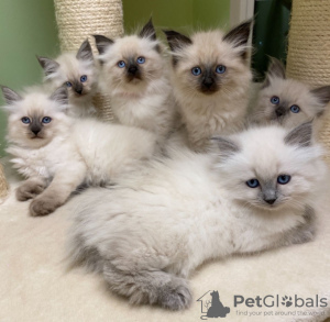 Photo №1. siberian cat - for sale in the city of Штутгарт | negotiated | Announcement № 32041