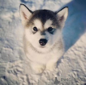 Photo №2 to announcement № 172901 for the sale of alaskan malamute - buy in Slovenia private announcement