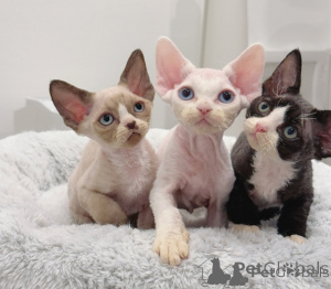 Photo №1. devon rex - for sale in the city of Berlin | negotiated | Announcement № 174744