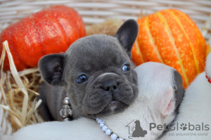 Photo №2 to announcement № 39650 for the sale of french bulldog - buy in United States from nursery