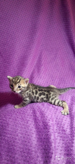 Additional photos: Bengal kittens