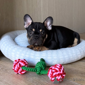 Photo №2 to announcement № 169150 for the sale of french bulldog - buy in Finland private announcement