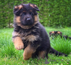 Photo №1. german shepherd - for sale in the city of Glasgow | negotiated | Announcement № 122128