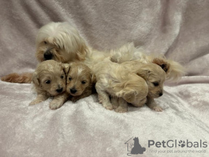 Photo №3. Maltipoo puppie. United States