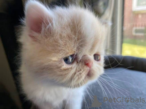 Photo №3. exotic shorthair. Germany