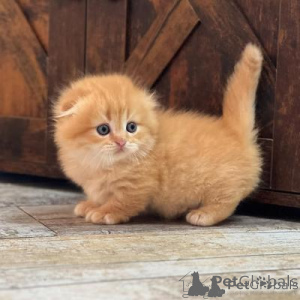 Photo №1. munchkin - for sale in the city of Kohtla-Järve | negotiated | Announcement № 177282