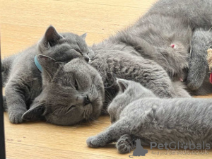 Photo №3. Male and Female British Shorthair Kittens. United States