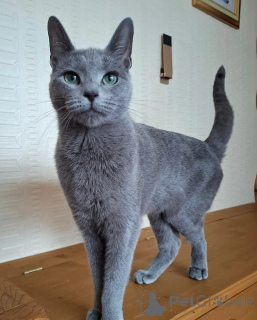 Photo №2 to announcement № 158580 for the sale of russian blue - buy in Germany private announcement