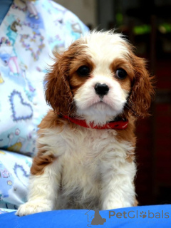 Photo №2 to announcement № 139035 for the sale of cavalier king charles spaniel - buy in Serbia breeder