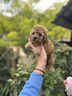 Photo №3. toy puppies and mini poodles. Serbia