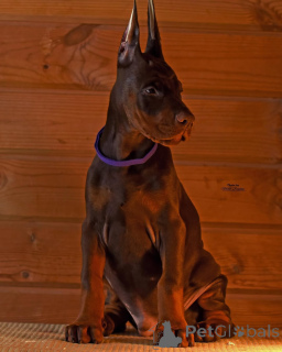 Photo №4. I will sell dobermann in the city of Франкфурт-на-Майне. private announcement - price - 894$