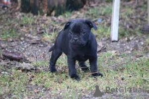Photo №1. staffordshire bull terrier - for sale in the city of Helsinki | 1032$ | Announcement № 169503