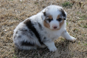 Photo №2 to announcement № 110084 for the sale of australian shepherd - buy in United States 