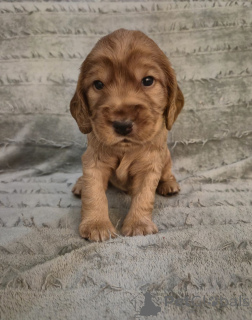 Photo №1. english cocker spaniel - for sale in the city of Helsinki | Is free | Announcement № 160293