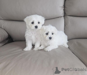 Photo №2 to announcement № 157225 for the sale of maltese dog - buy in France 