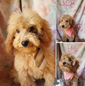 Photo №4. I will sell poodle (dwarf) in the city of Loznica.  - price - negotiated