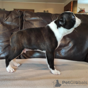 Photo №4. I will sell boston terrier in the city of Москва. from nursery - price - Is free