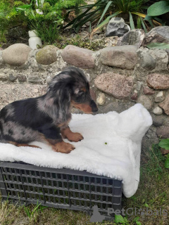 Photo №2 to announcement № 47678 for the sale of dachshund - buy in Belarus private announcement