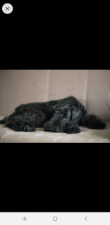Photo №1. kerry blue terrier - for sale in the city of St. Petersburg | 445$ | Announcement № 5862