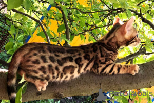 Photo №4. I will sell bengal cat in the city of Знаменка. private announcement - price - 292$